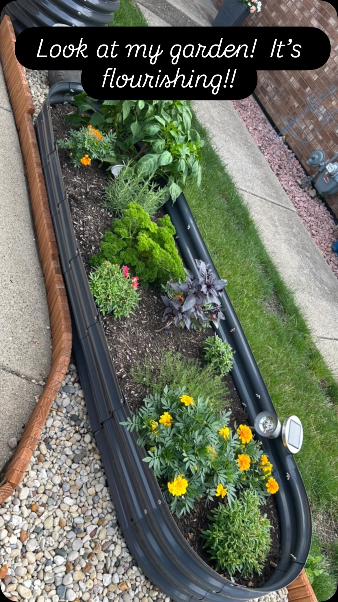 I hope my writing this week grows like this garden!  #indieromanceauthor #smalltownromance #chicagogarden #summerbreak